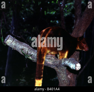 zoology / animals, mammal / mammalian, kangaroos, Matschie`s Tree-kangaroo, (Dendrolagus matschiei), sitting on branch, distribu Stock Photo